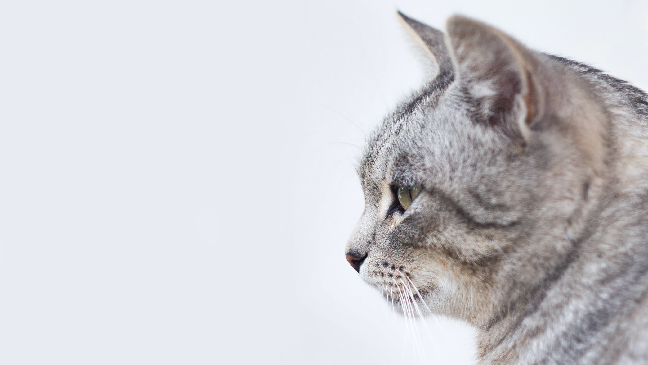 chat