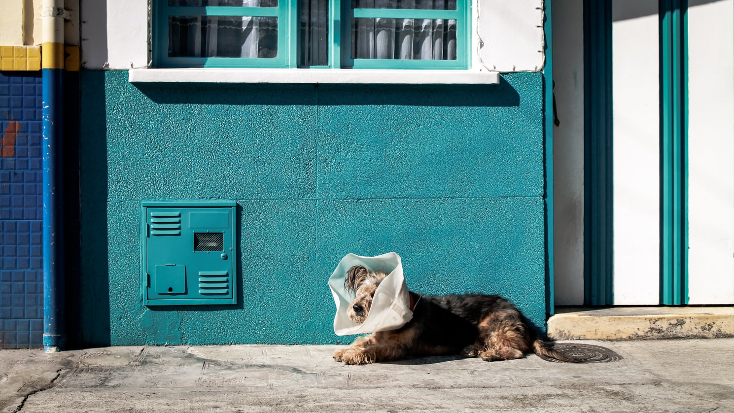 chien
